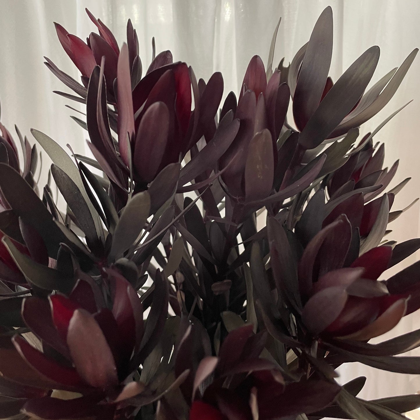 foliages
