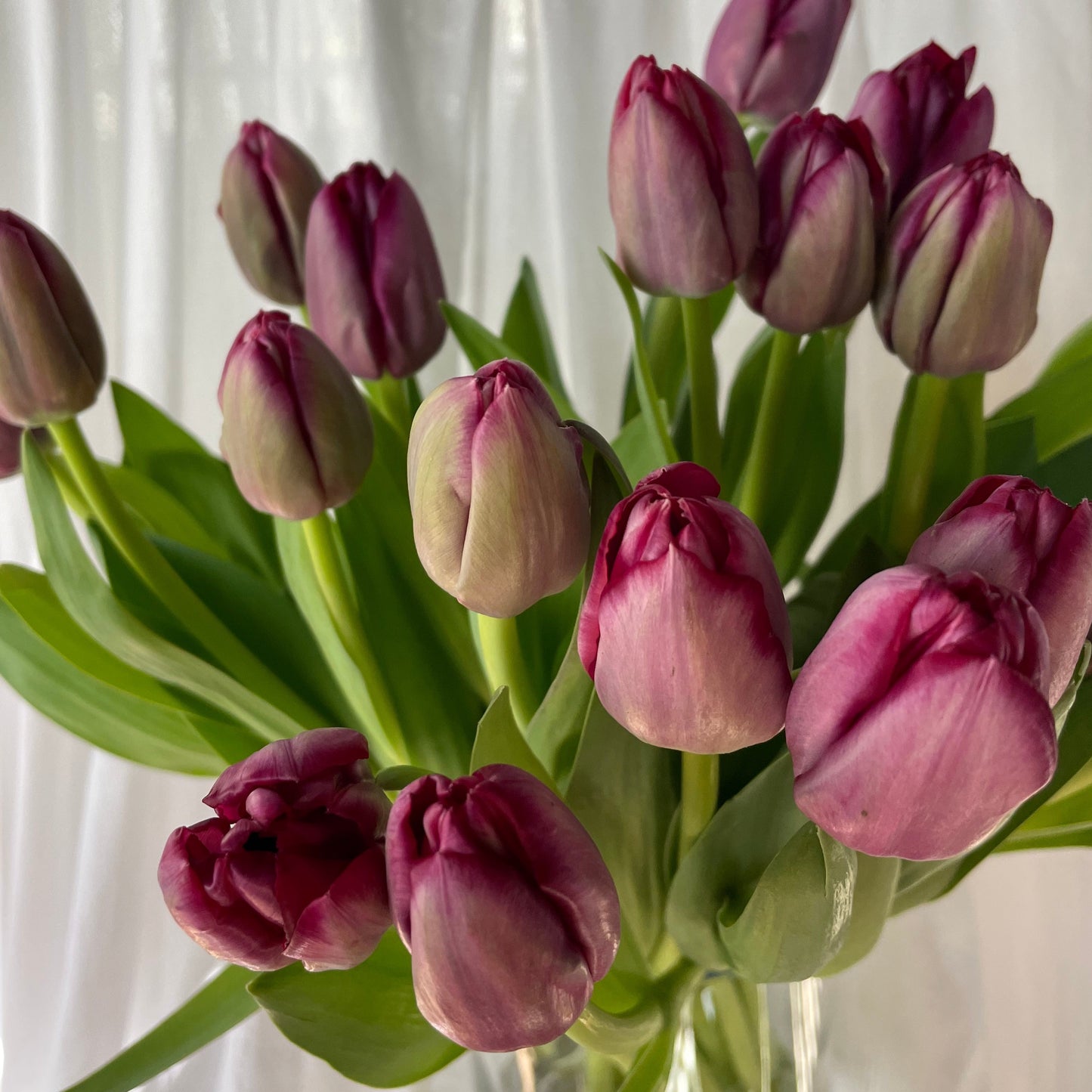 tulips