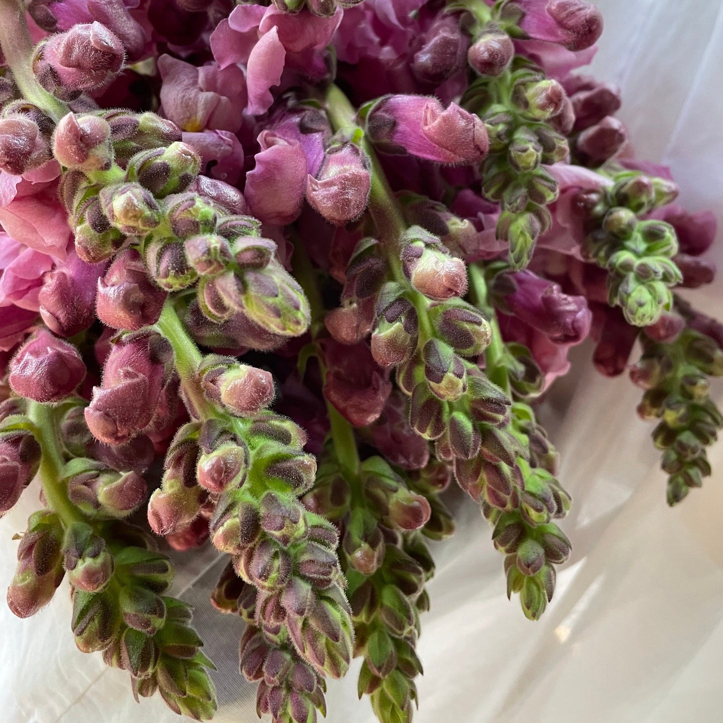snapdragons