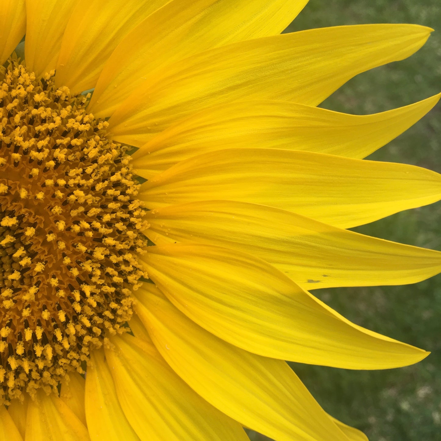 sunflowers
